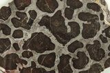 Polished Linella Avis Stromatolite Slab - Million Years #208085-1